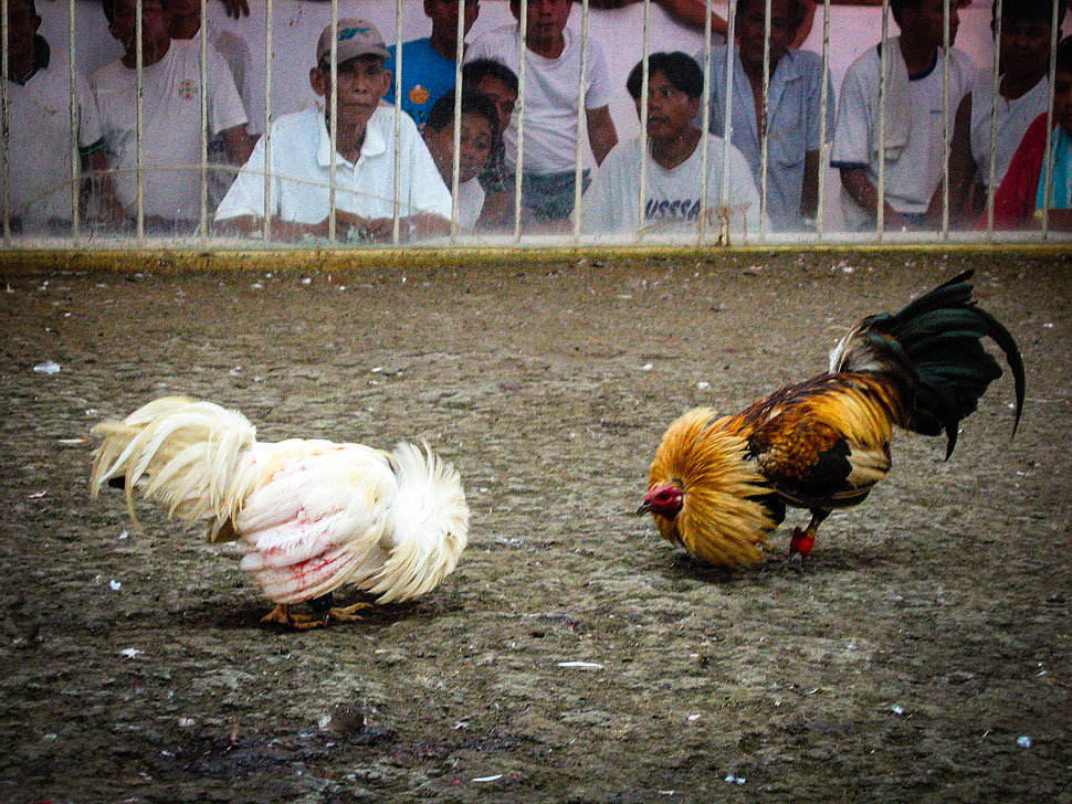 Akses ke Dalam Sistem Judi Sabung Ayam S1288