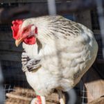 Syarat Menang Judi Sabung Ayam Online Secara Konsisten