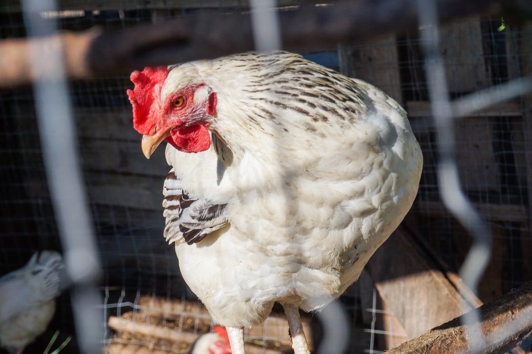 Syarat Menang Judi Sabung Ayam Online Secara Konsisten