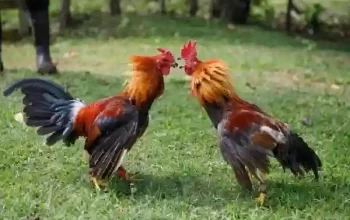 Cara Melihat Statistik Ayam di Platform Sabung Ayam Online