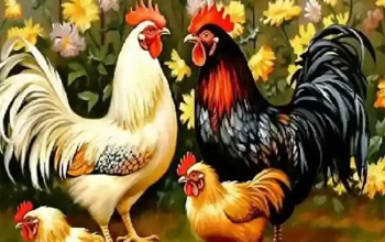 Cara Merawat Ayam Broiler agar Cepat Panen dan Sehat