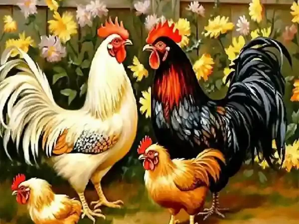 Cara Merawat Ayam Broiler agar Cepat Panen dan Sehat