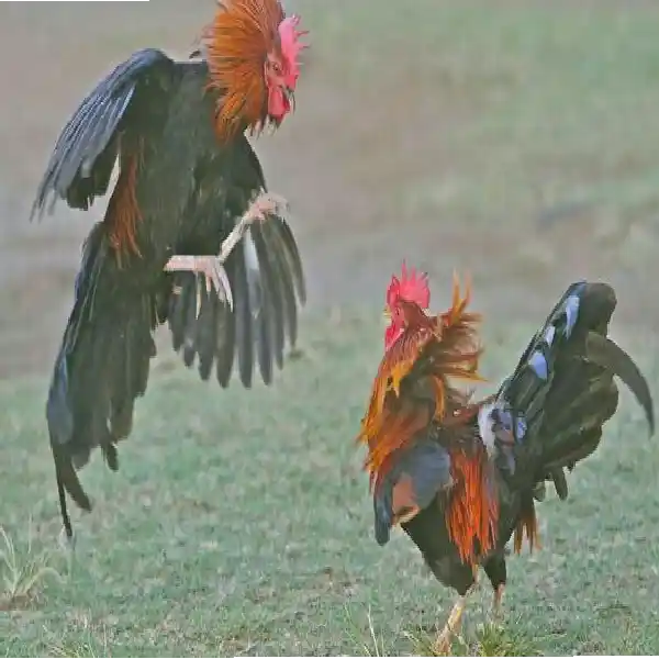 Panduan Sabung Ayam Wala Meron Berdasarkan Pengalaman Pemain
